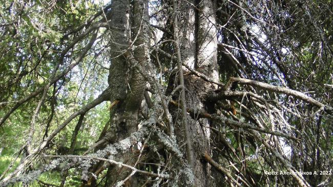 Codominant fir and spruce next to birch bark flooring