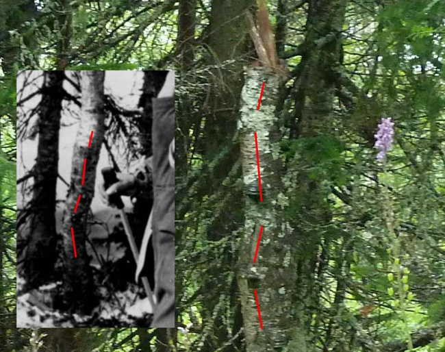 Фрагменты фотографий с характерными берёзами в 1959 г. (врезки) и в 2019 г.