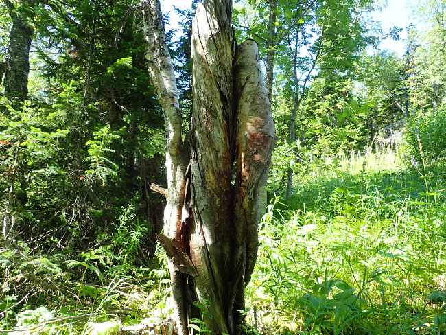 Remains of a birch trunk with peeling bark