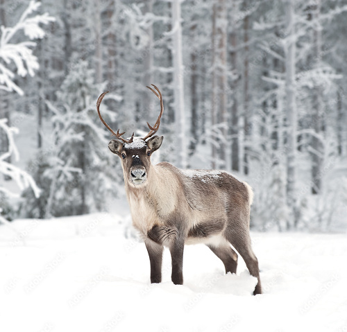Dyatlov Pass: Reindeer theory