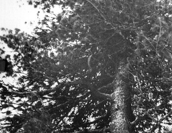 The Cedar. According to Askinadzi this photograph is from 1959, but it may have been taken later (after 1959). From Koskin's archive.