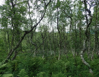 "Thin birch grove replaces firs." - Igor Dyatlov wrote on his last day alive.