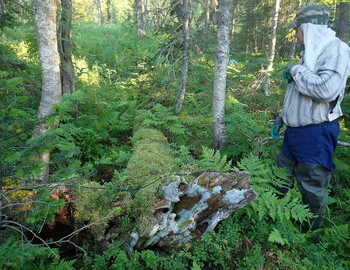 Oleg Taymen at the fallen cedar 5 m from THE cedar
