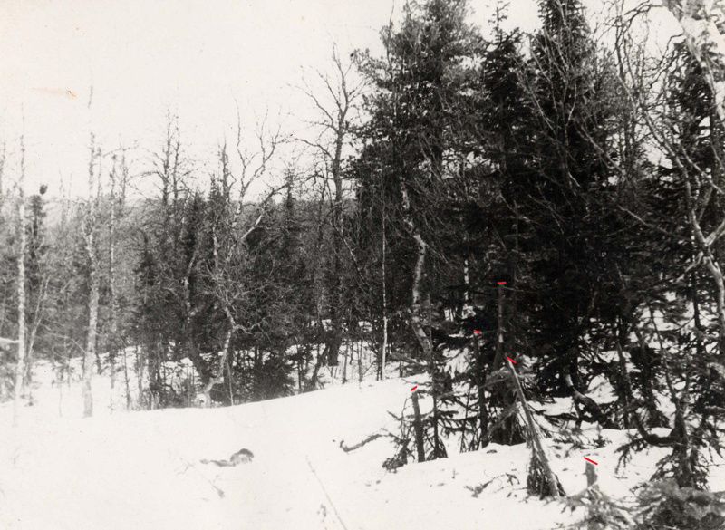 Spruce trees cut near the den