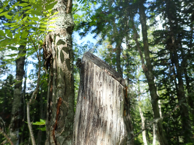 Sawn mountain ash 5 meters from the cedar