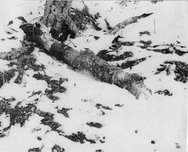 The Dyatlov group's fire under the cedar. In the photo there is a rotten birch.
