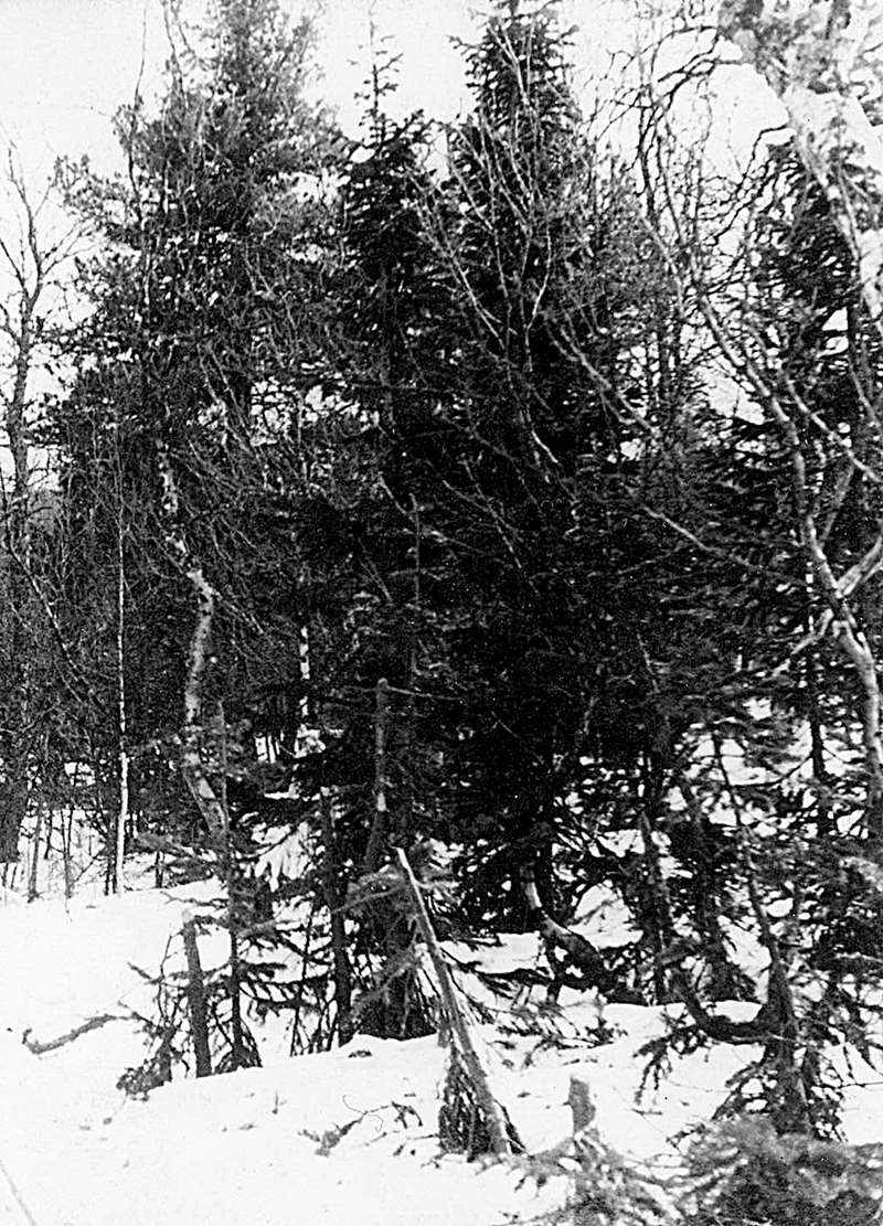 Fir trees with cut tops
