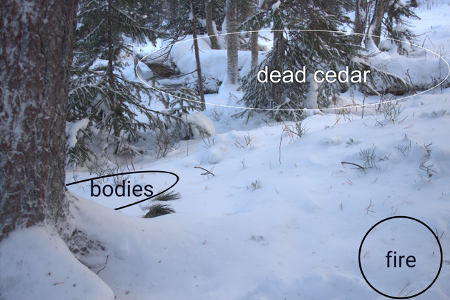 Dead cedar, bodies and fire
