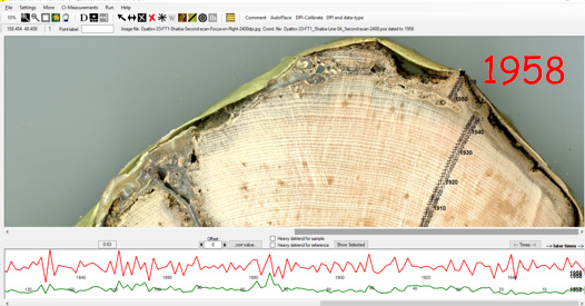 Dead cedar dendrology analysis