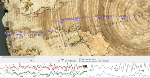 Fallen tree cross-dating