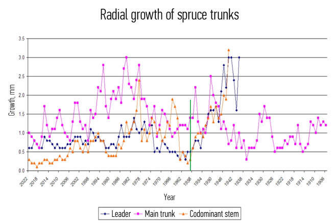 Radial growth of spruce trunks