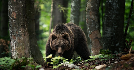 Bear photo by Luka Esenko