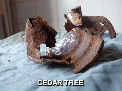Dyatlov Pass: Tin can found by the cedar tree