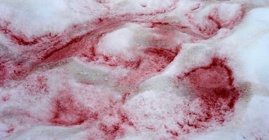 Dyatlov Pass: Watermelon snow, odd phenomenon caused by a cold-loving algae