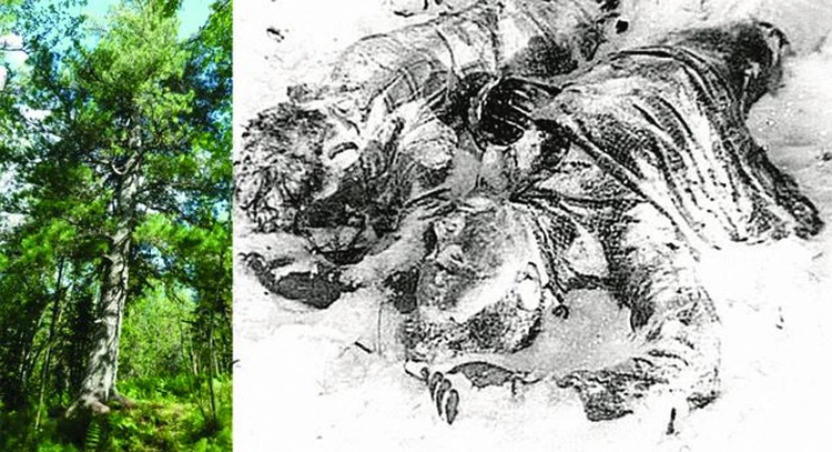 The bodies of Yuri Doroshenko and Yuri Krivonischenko under a cedar tree