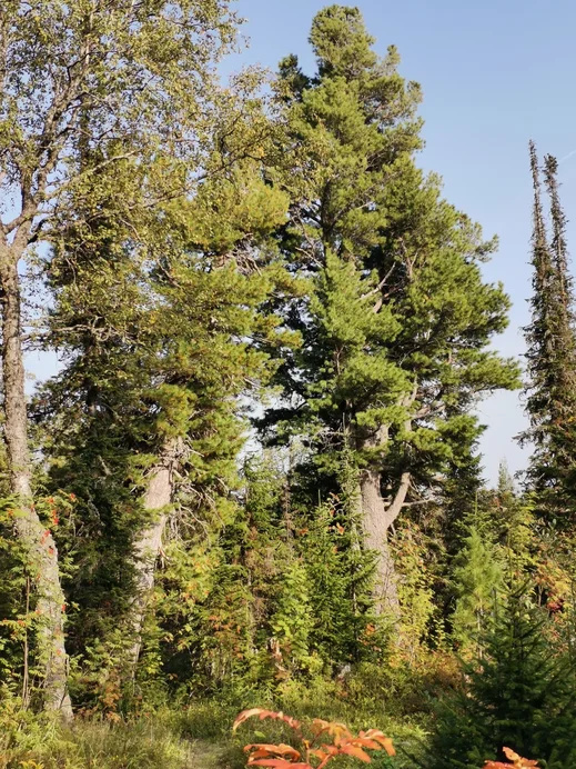"Kuntsevich's campsite". Mighty cedars on guard.