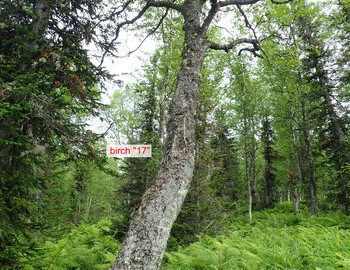 Birch "17" 16 m from the Cedar is called this because there are notches on the bark that look like the number 17