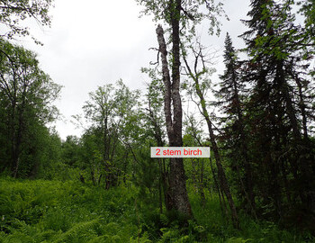 2 stem birch has one of its stems broken