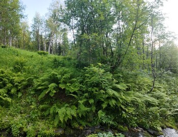 The triple tree that can be seen on the photos from 1959