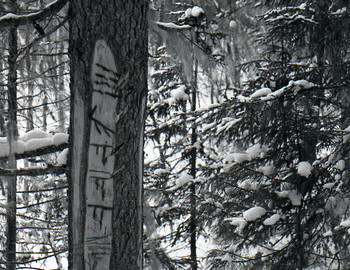 29 Jan 1959 - Auspiya river, Mansi markings that tell how many hunters passed through the area and their clan.