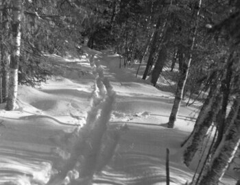 Sunny morning, the group walks through the forest along the Auspiya river.