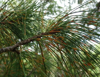 The needle rust on the Cedar is a fungal disease.