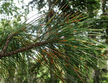 The needle rust on the Cedar is a fungal disease.