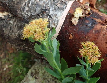 Golden root