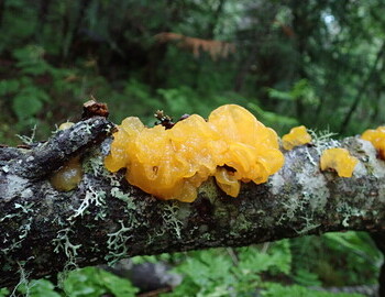 Fungus Witch's butter or Yellow brain