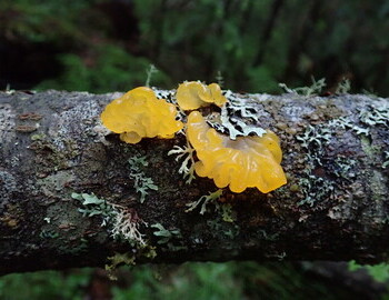 Fungus Witch's butter or Yellow brain