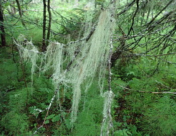 Witch's hair (ведьмины волосы)