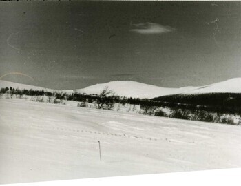 According to Yakimenko, a ski stick marked the place where Kolmogorova's body was found. Photo taken in March 1959. Presumably 3rd shift