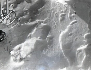 Footprints. Photo from Feb 28. Is this a footprint with a heel?