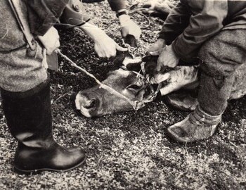 Deer antlers are cut (in a white cap - Kuzminov). According to unconfirmed information, there are Bahtiyarovs and Sambindalovs among the Mansi. 