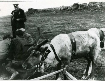 Deer antlers are cut (in a white cap - Vozrozhdenniy). The helicopter pilot is standing.