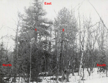 May 1959, clothes found 50m (164 ft) from the cedar, the den is just behind the photographer