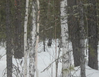 The wood grouse is the guardian of sleep in the beliefs of the Khanty and Mansi.