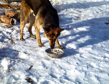 Search dog in search camp on Chivruay Pass