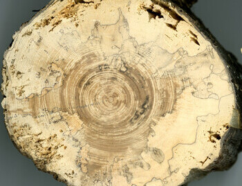 Fallen tree, not sure if it is a birch or mountain ash