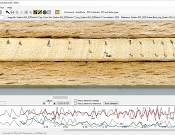 Birch "17" referenced with the 2 stem birch (screen 3)