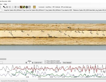 Birch "17" referenced with the 2 stem birch (screen 4)