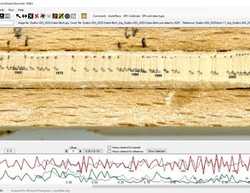 2 stem birch referenced with the birch "17" (screen 1)