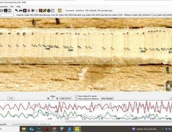 2 stem birch referenced with the birch "17" (screen 2)