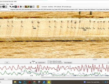 2 stem birch referenced with the birch "17" (screen 3)