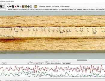 2 stem birch referenced with the birch "17" (screen 4)