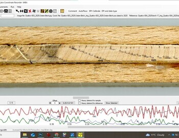 2 stem birch referenced with the birch "17" (screen 5)