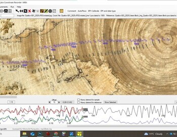Fallen tree dated according to the 2 stem birch