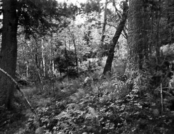You can see the fallen tree on this photo taken in 1963 by Yakimenko's expedition
