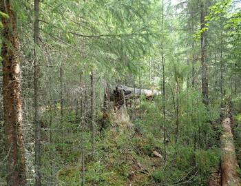 30% of a healthy forest consists of dead wood. Since int he taiga the wood doesn't rotten away for a long time this percentage is much higher.