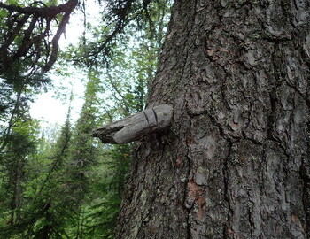 Notches on the Cedar that were not there in 2022